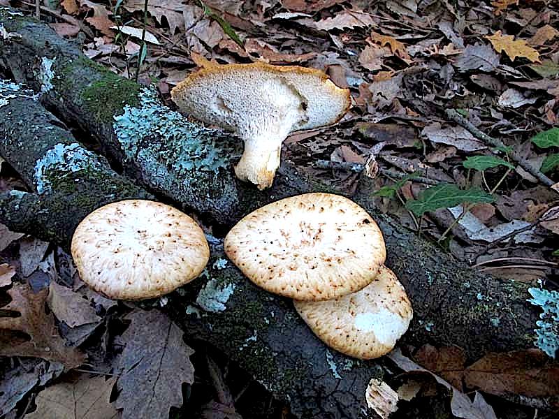 Polyporus tuberaster da confermare (P. tuberaster)